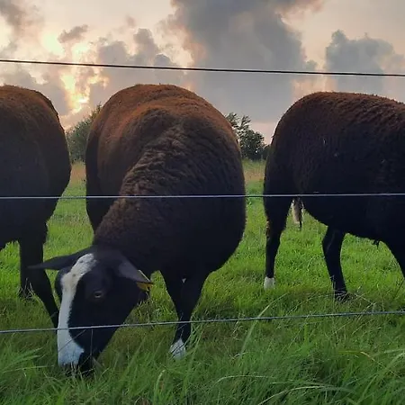 Gadegaard * 灵克宾